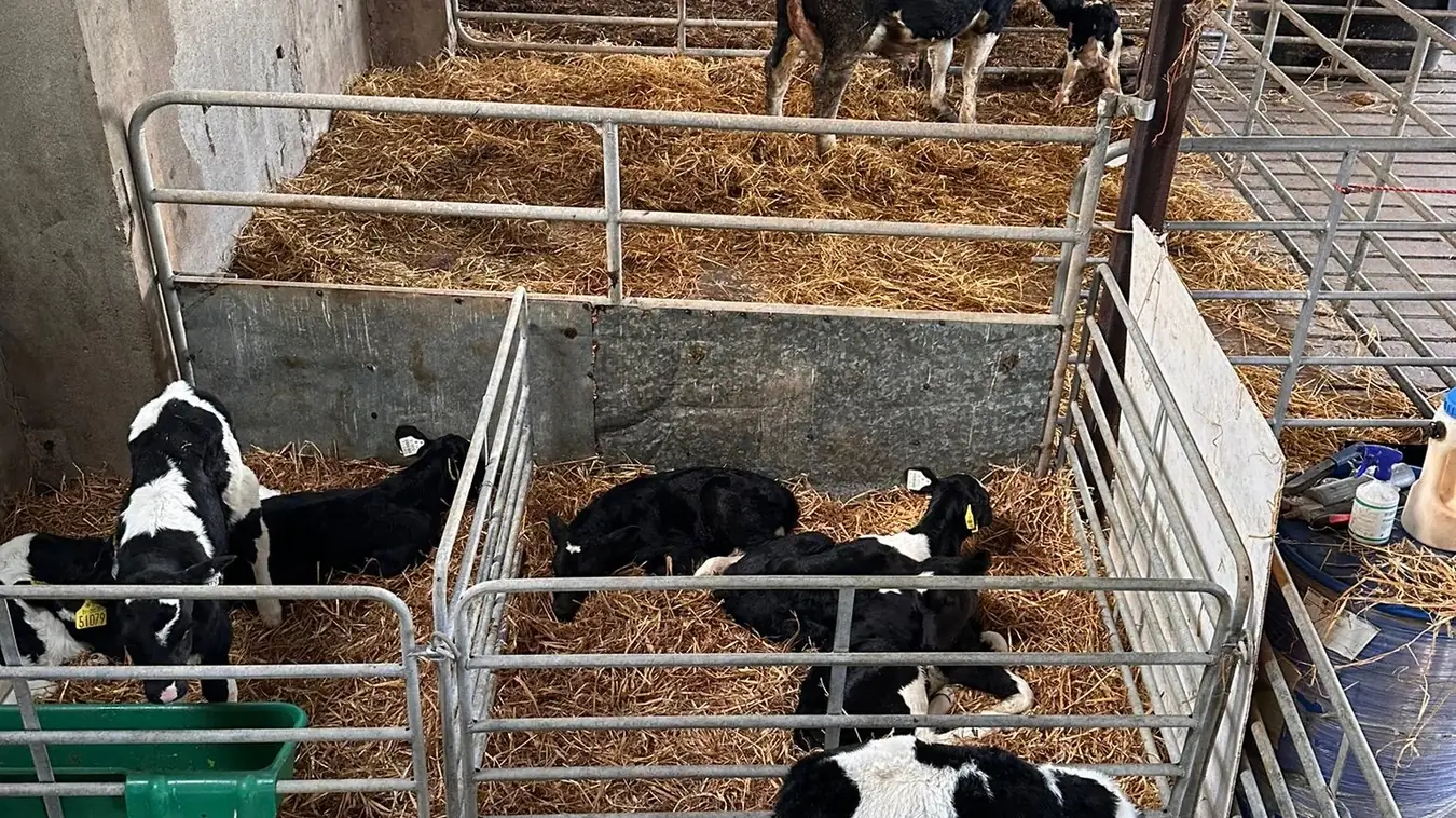 Calving camera system installed by McCrohan Satellite Systems